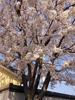 駐車場の桜.jpeg